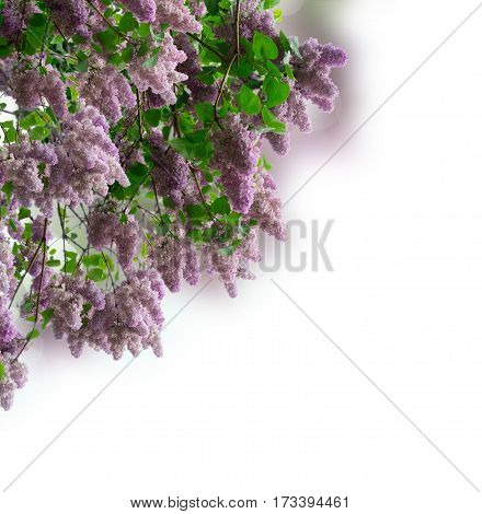 Lilac blooming tree with violet flowers and green leaves over white background
