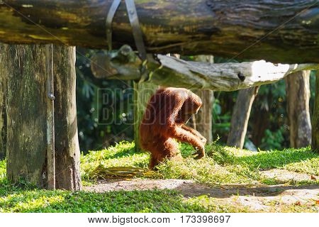 Adult orangutan (Rongo) sits under a bunch of grass and tree branches. Singapore.