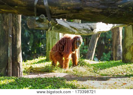 Adult orangutan (Rongo) sits under a bunch of grass and tree branches. Singapore.