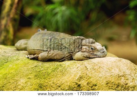 The rhinoceros iguana (Cyclura cornuta) sleeping on rock.