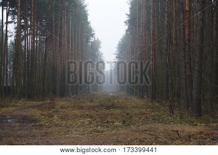 Fog on a glade in the forest, pine trees on both sides