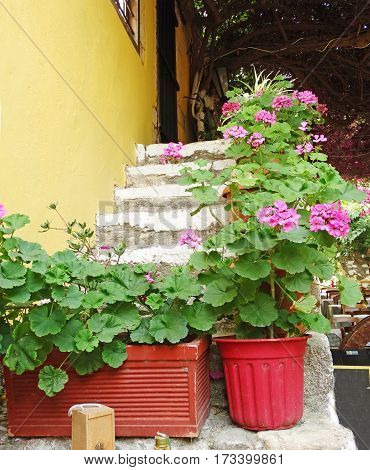 door architecture detail in house building with bougainvillea Greece