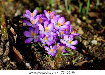First spring flowers. Bunch of purple crocuses in sunlight in the grass.