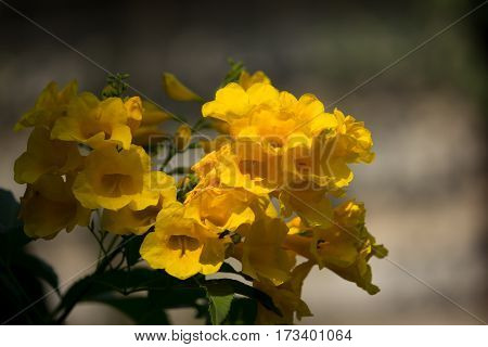 Close Up Of Yellow Flower, Yellow Elder