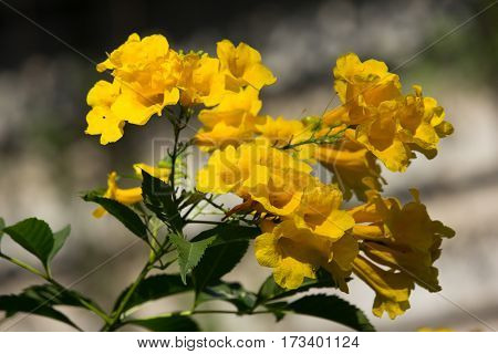 Close Up Of Yellow Flower, Yellow Elder