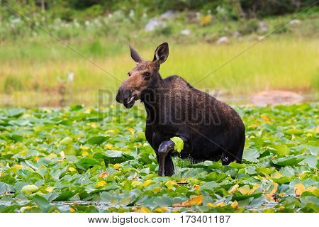 Shiras cow moose in the Rocky Mountains of Colorado.
