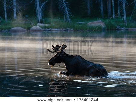 Shiras bull moose in the Rocky Mountains of Colorado.