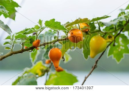Solanum mammosum is commonly known as nipplefruit titty fruit or cow's udder.