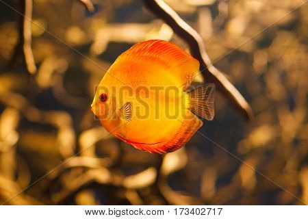 Beautiful red discus swimming in an aquarium