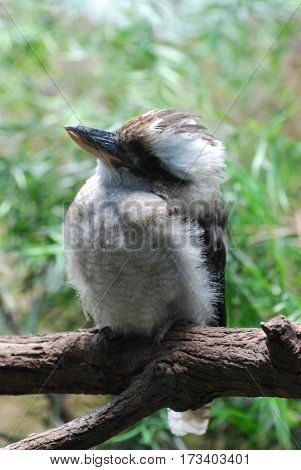Kookaburra bird sitting on a perch on a tree branch.
