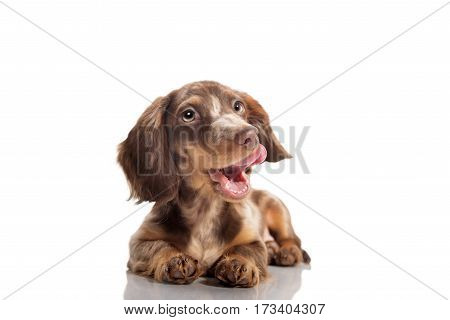 Small dachshund dog on a white background