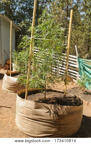 illegal marijuana grow in California