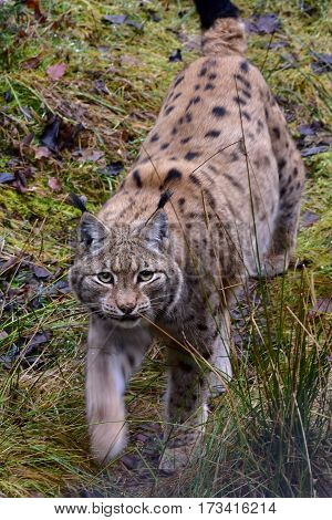 young lyng cat in Bavarian forest nature reserve in Germany