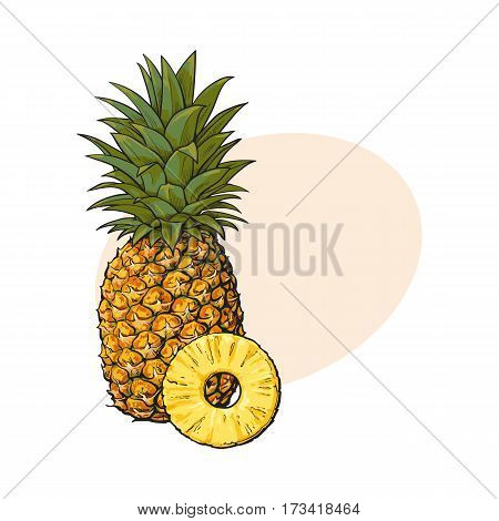 Whole, unpeeled, uncut, vertical pineapple and peeled round slice, sketch style vector illustration with place for text. Realistic hand drawing of whole and slice of fresh, ripe pineapple