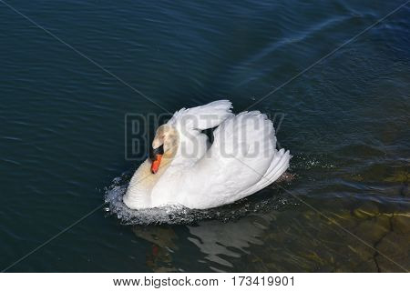 Beautiful white Mute Swan swimming in a lake