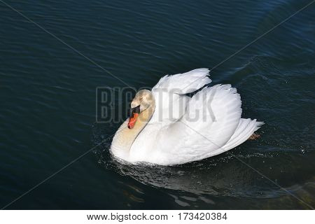 Beautiful white Mute Swan swimming in a lake
