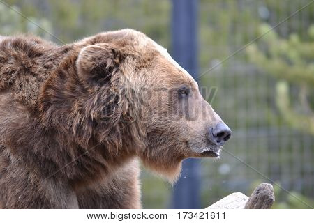 Huge grizzly bear on a rainy spring morning in the Rockies