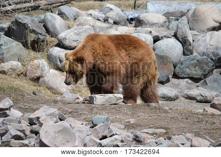 Huge grizzly bear on a rainy spring morning in the Rockies