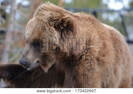Huge grizzly bear on a rainy spring morning in the Rockies