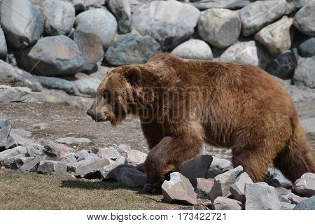 Huge grizzly bear on a rainy spring morning in the Rockies