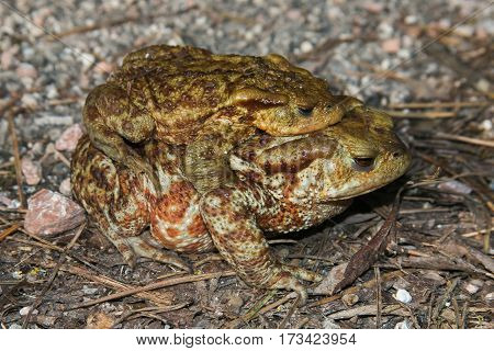 Funny animals: couple of the common toad, Bufo bufo. A male animal in amplexus on the female
