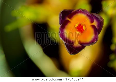 Closeup crocus with real reflection light, real gradient. Top view. Place for your text. For pattern, wallpaper, banner design. Spring, gardening, spring nature, flowers concept