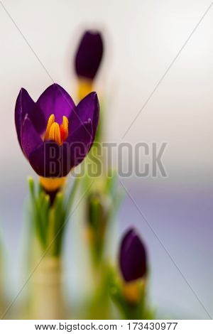 Closeup crocus on gentle background with real reflection light, real gradient. Concept of spring, beauty in nature, gardening, flowers