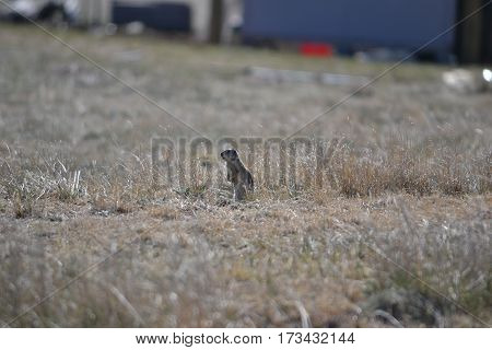 Prairie dog in a field outside Buford, Wyoming