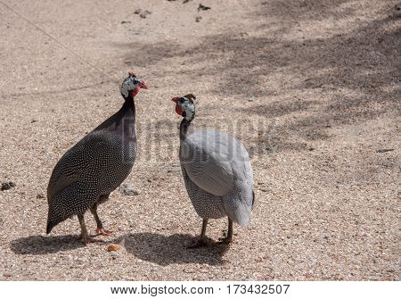 Two guinea fowl male and female in the field.