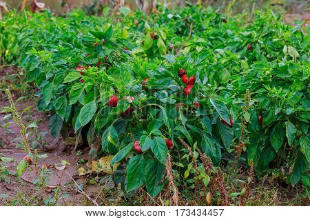 red peppers ripening on the vegetable bed