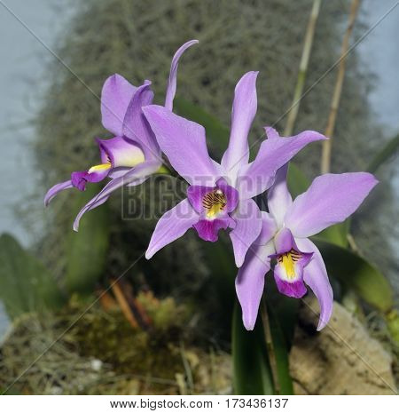 Two-edged Laelia Orchid