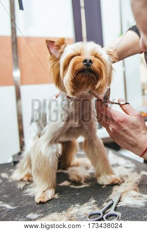 Grooming Yorkshire Terrier professional hairdresser. Hairdresser mows Yorkshire Terrier fur on the ear with a trimmer