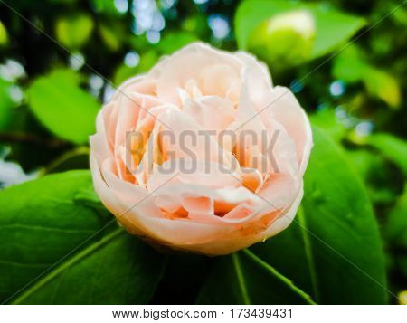 Pink Rose in the beginning of spring season.