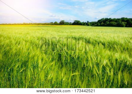 Landscape Of Barley Field In Early Summer