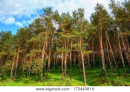 Pine Forest Under Deep Blue Sky