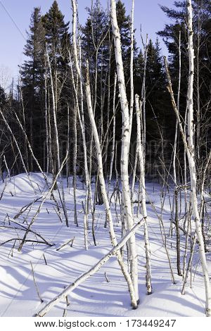 Vertical of a multitude of thin birch trees stalks bare as bones and standing straight at Pabineau Falls near Bathurst, New Brunswick, on a bright sunny day with blue skies and clouds in February.