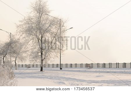Gorgeous frost on the trees. Winter forest at sunrise in the bitter cold