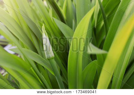 Crinum Asiaticum