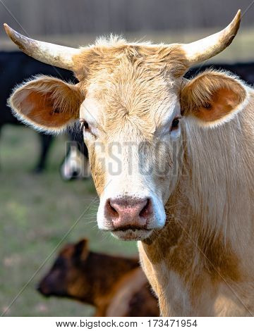 close up of a white horned cow with other cattle in the background
