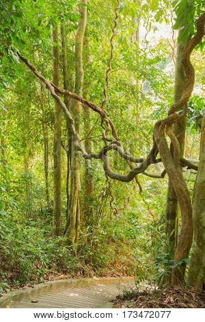 Lush rainforest Danum Valley in forest Phuket Thailand