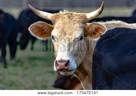 White horned cow looking from behind a black cow with black cows in the background