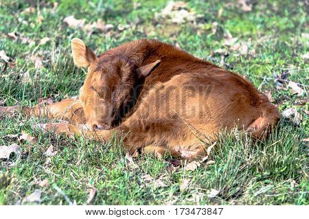 Red commerical calf sleeping in a spring pasture