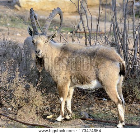 The Nubian ibex is a desert-dwelling goat species found