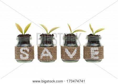 Young plants growing in the glass bottle on white background for business investment growth or saving concept