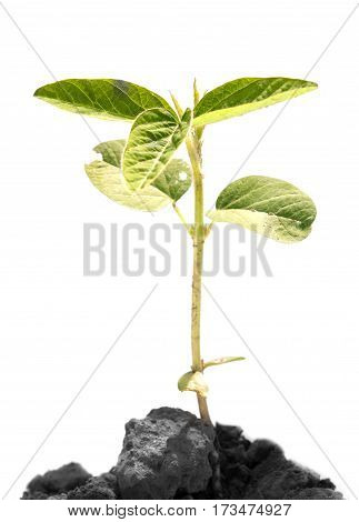 heap dirt with a green soybean sprout isolated on white