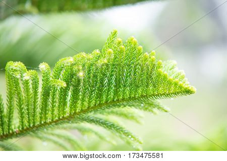Closed up of Nolfolk island pine for nature background
