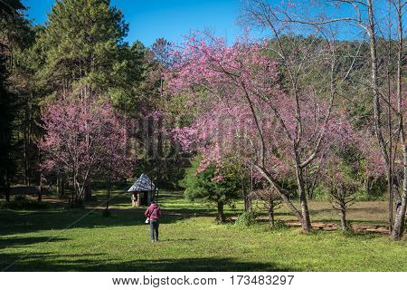 Wild Himalayan Cherry,chiangmai Thailand