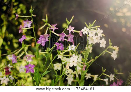 Beautiful purple flowers in the garden in sunlight fragrant tobacco