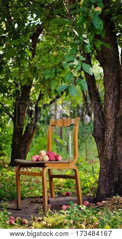 Ripe delicious apples lie on the old chair in the garden