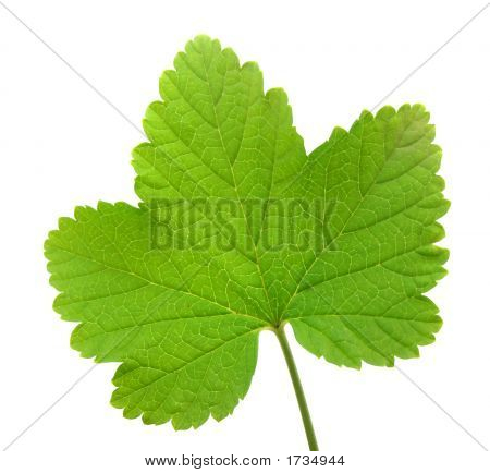 Pobočka Rype do červeného rybízu